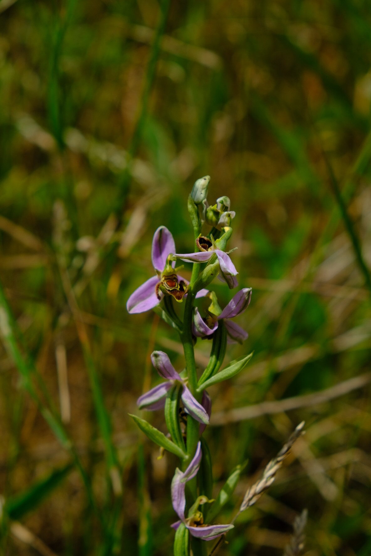 Bee Orchid